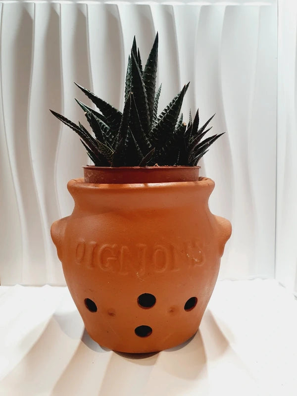 Pot à oignons vintage en terre cuite naturelle des années 1970 avec inscription en relief Oignons et trous d'aération circulaires à la base et mis en scène détourné en cache-pot avec une plante succulente Haworthia verte.